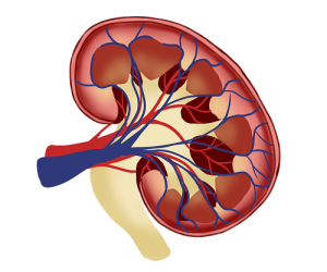kidney